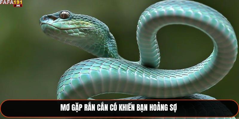 Giải Mã Nằm Mơ Thấy Rắn Đánh Số Gì? Ý Nghĩa Chiêm Bao 2025 2 Mơ gặp rắn cắn có khiến bạn hoảng sợ